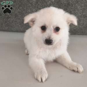 Dora, American Eskimo Puppy